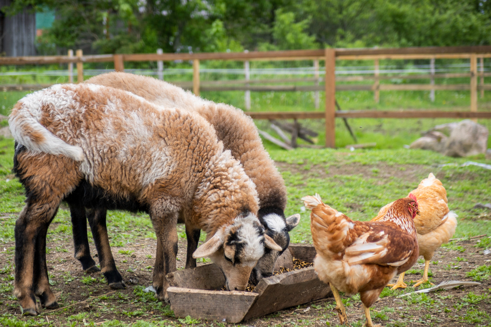 Animal Feed Grade